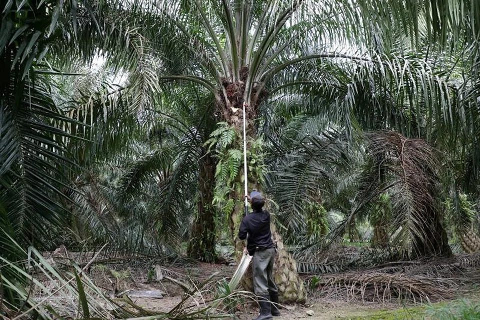First Resources says lower supply of palm oil and rising domestic demand have pushed up palm oil prices. 