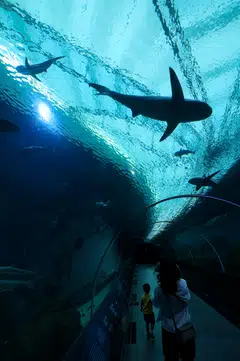 The recently opened Singapore Oceanarium (above) could draw more international visitors in the coming quarters.