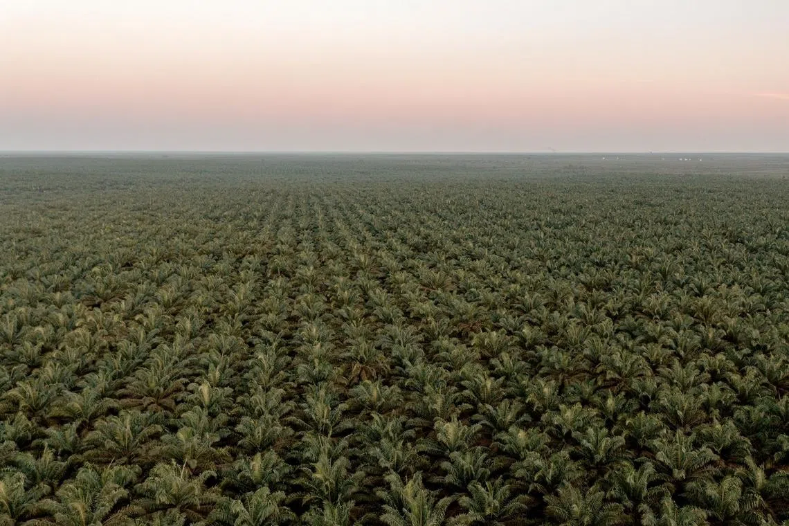 The country has lost millions of hectares of forest in recent years, much of it because of palm oil and mining expansion. 