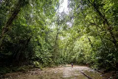 Indonesia will work with like-minded countries to scale demand for high-integrity carbon credits for forest and nature-based solutions, says Minister of Forestry Raja Juli Antoni.