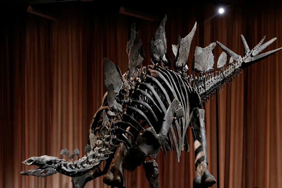 This Stegosaurus fossil was found in Colorado and fetched a record US$44.6 million at a Sotheby’s auction in July. 