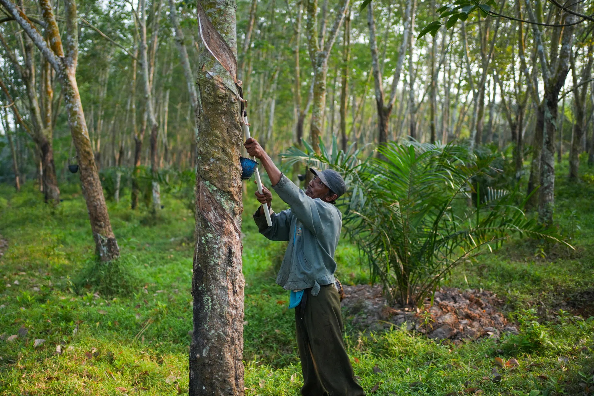 I coltivatori indonesiani trasformano le piantagioni di gomma in piantagioni di olio di palma, riducendo la produzione globale
