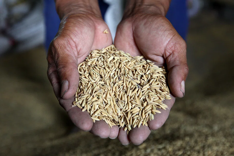 A farmer holding his rice seeds in Thailand. The Thai Rice Exporters Association recently downgraded its target for total rice exports in 2022 from 8 million to 7 million tonnes