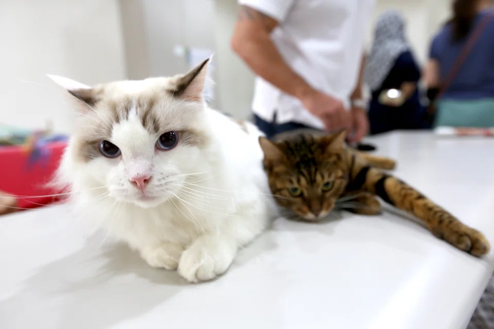 Asia Vets Holdings, which operates AVH Animal Ark in Binjai Park and Tampines, says it expects the new licences to be issued within a week from Wednesday.