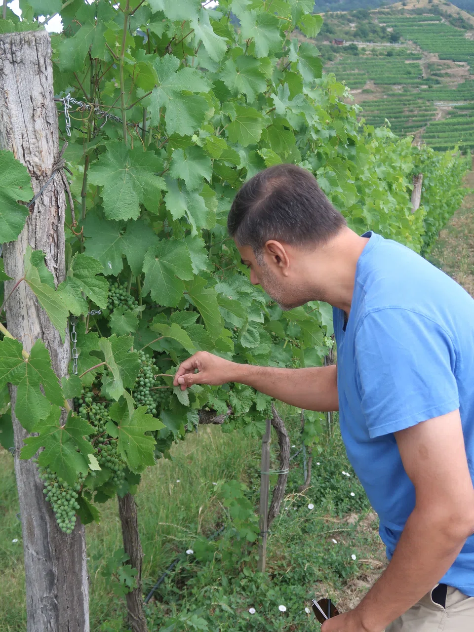 Desai in the Austrian wine region of Wachau. The vineyards pictured here are planted with Gruner Veltliner, the white grape that is most famous in the country.  