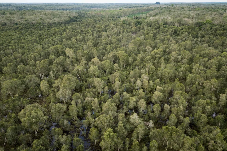 The authorities have identified 4.2 million ha across 51 companies that lack proper forestry permits, underscoring the vast scale of the government’s regulatory enforcement effort.