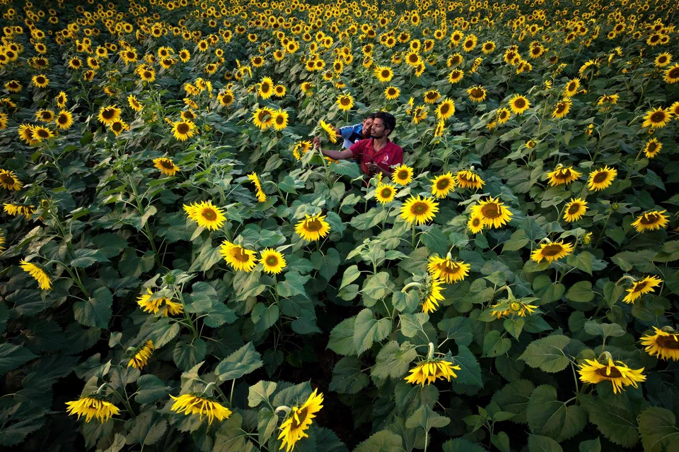 A field of sunflowers on the outskirts of Bengaluru, Jan 3, 2023. India aims to increase domestic manufacturing as a share of GDP, through infrastructure spending and production incentives. 