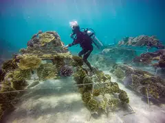 Every island in the Maldives – freshwater (and) lands have been depleted and contaminated by saltwater intrusion, said Maldives' environment minister Aminath Shauna, at the COP27 climate meeting in Egypt. 