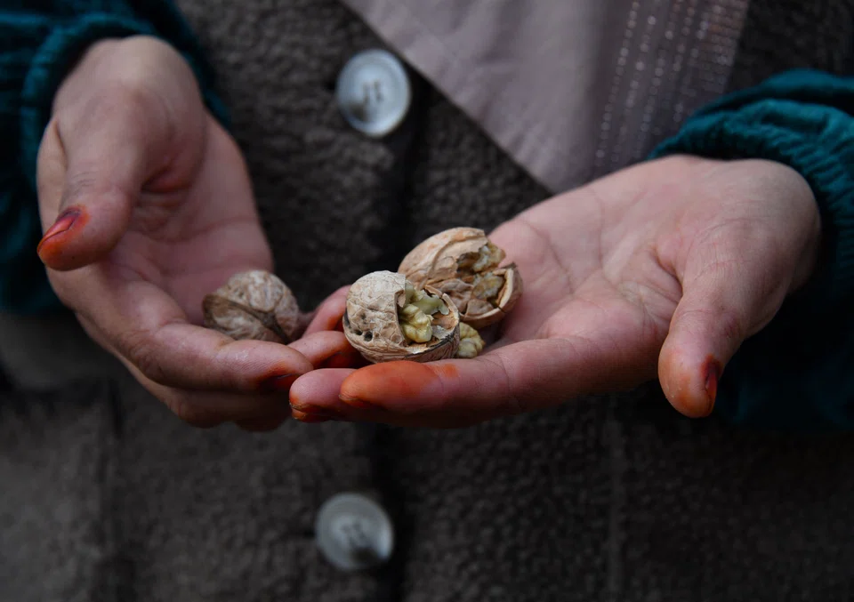 Locals in Arslanbob have gathered the earthy and tough-shelled nuts for generations.
