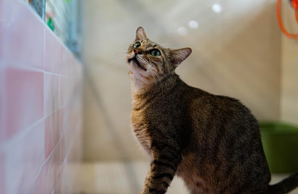 Pippin, a rescue cat from Mettacats & Dogs Sanctuary, an animal shelter at The Animal Lodge.