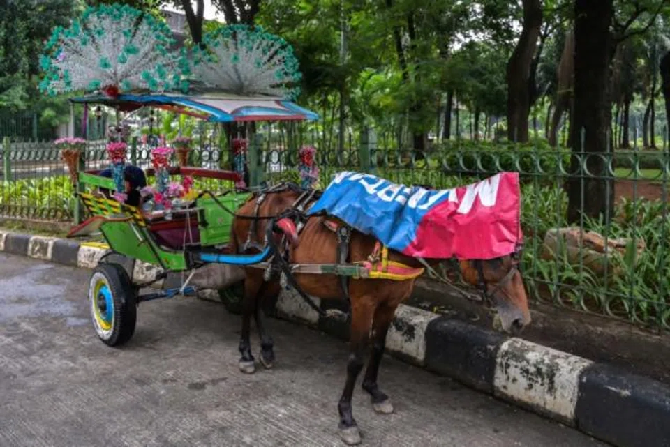 The horses are used to pull traditional wooden carriages,  once a staple of colonial-era transportation, but fading from view in Jakarta in an era dominated by ride-hailing apps.