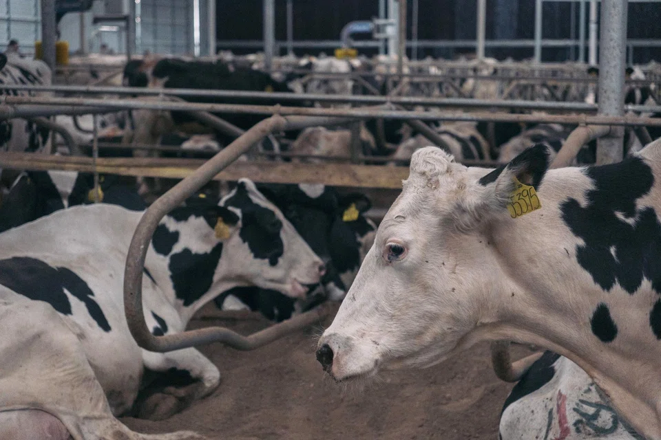 Methane from belching livestock, rice paddies and rotting food accounts for about 60 per cent of food-related emissions, researchers found, with CO2 from machinery and transport, along with nitrous oxide from excess use of chemical fertilisers, responsible for 20 per cent each.