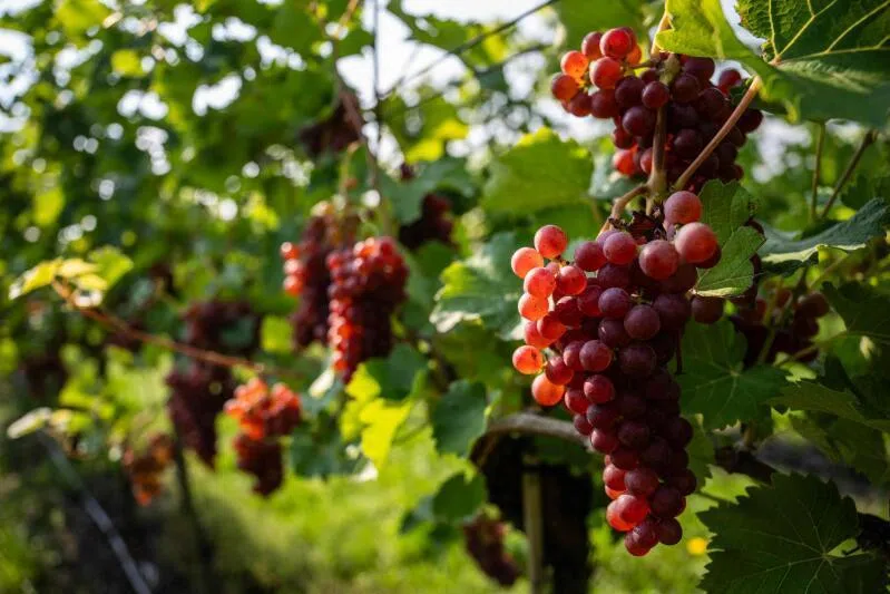 After Germany's reunification in 1990, pioneers brought winemaking back to this corner of eastern Germany.