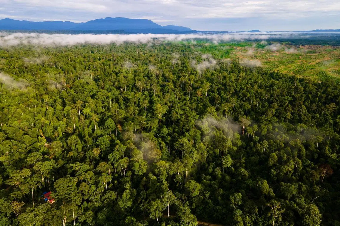 More than national assets, Indonesia's forests are a global climate stabiliser. They store nearly 80 billion tonnes of carbon and host one-tenth of the world's remaining tropical rainforest biodiversity.