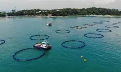 One of Barramundi Group's deep-sea farm site, off St John's Island. The other two sites are off Pulau Semakau and Pulau Senang.