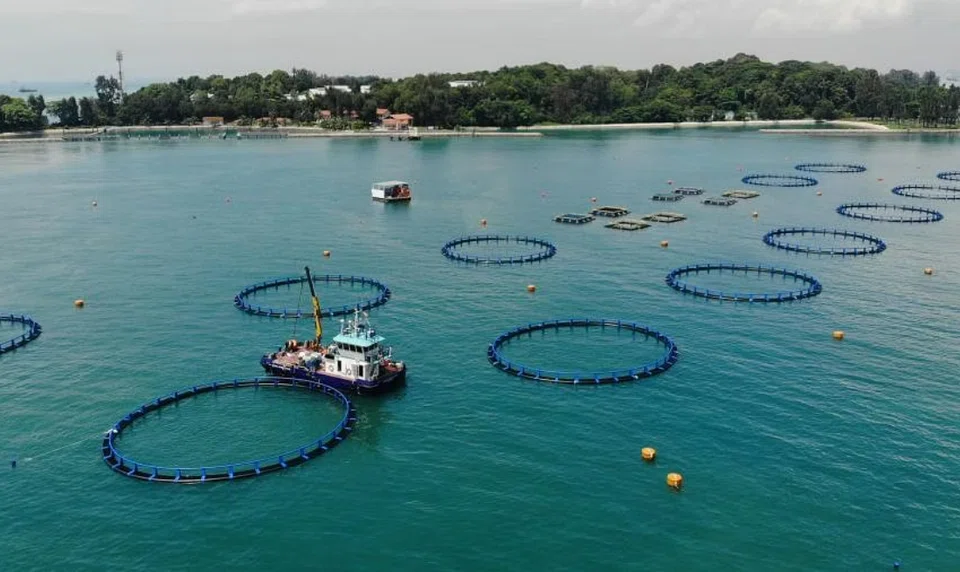 One of Barramundi Group's deep-sea farm site, off St John's Island. The other two sites are off Pulau Semakau and Pulau Senang.