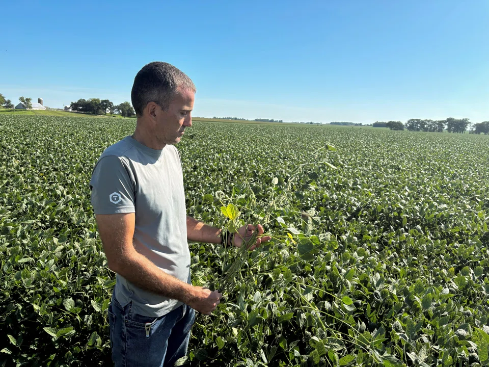 Soybean grower Ryan Frieders stands in a soy field on his farm in Waterman, Illinois, Aug 27, 2025. Harvested soybeans are not moving to export hubs, and instead going to storage, representatives for the two US soy industry groups said.