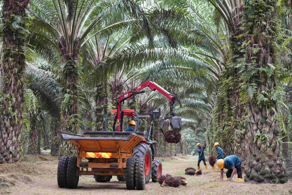 Johor Plantations Group plans to use the proceeds to build a renewable-powered palm oil complex, and for tree replanting and debt repayment.