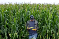 Vietnam, Thailand and the Philippines could also emerge as key importers of US corn.