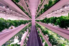 One of the new targets is for Singapore to by 2035 produce 20% of the country’s consumption of fibre – a category which comprises leafy and fruited vegetables, beansprouts and mushrooms.