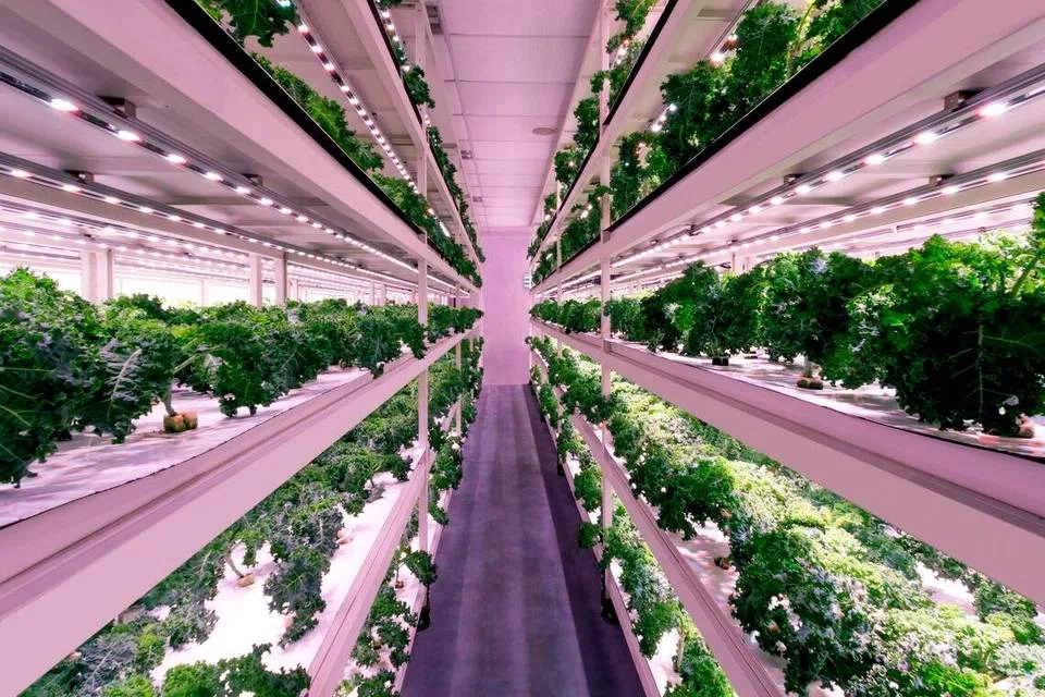 One of the new targets is for Singapore to by 2035 produce 20% of the country’s consumption of fibre – a category which comprises leafy and fruited vegetables, beansprouts and mushrooms.