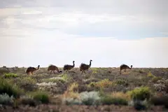 Emus in Broken Hill. 