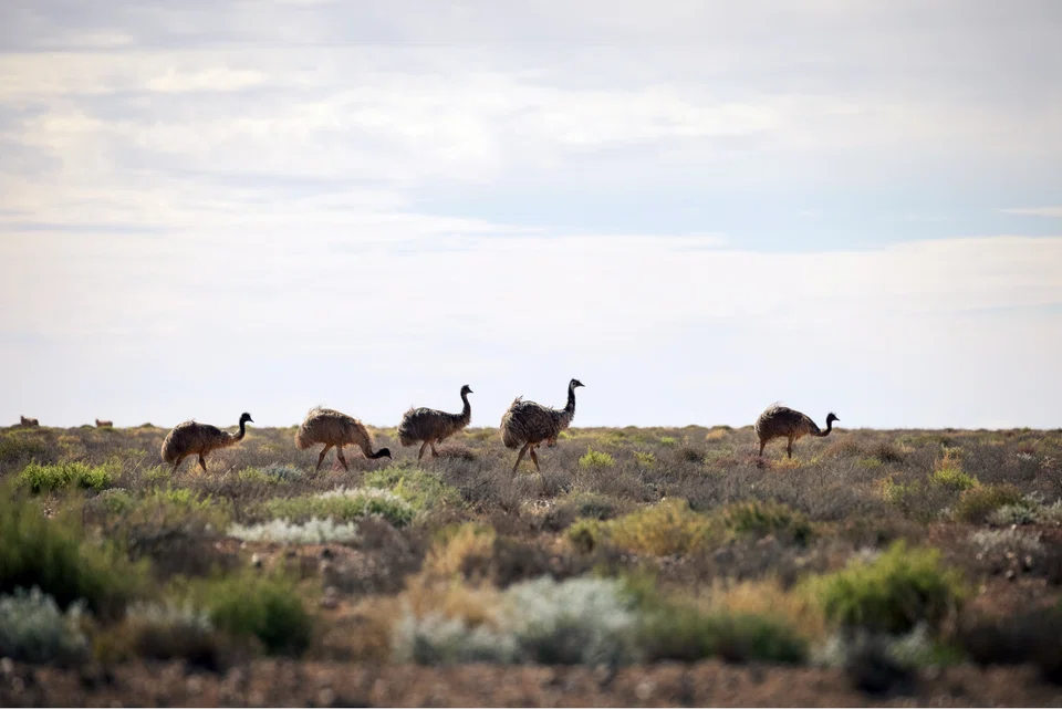 Emus in Broken Hill. 