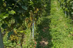 Much like a fine wine, a private equity investment improves over time and under a skilled hand.