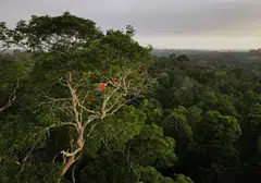 Substantial fossil fuel reserves and vast carbon storage in virgin forests in the Global South mean the potential for increased emissions is huge, and the Amazon has already become a source of carbon emissions.