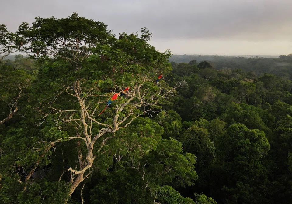 Substantial fossil fuel reserves and vast carbon storage in virgin forests in the Global South mean the potential for increased emissions is huge, and the Amazon has already become a source of carbon emissions.
