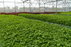 The startup offers farming-as-a-service solutions to farms in West Java in Indonesia. 