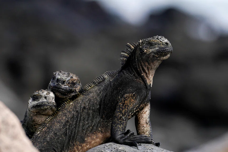 Debt-for-nature swaps, which help countries cut their debt in return for conservation commitments, are attracting growing interest after Ecuador’s record US$1.6 billion deal last month to protect the Galapagos Islands.