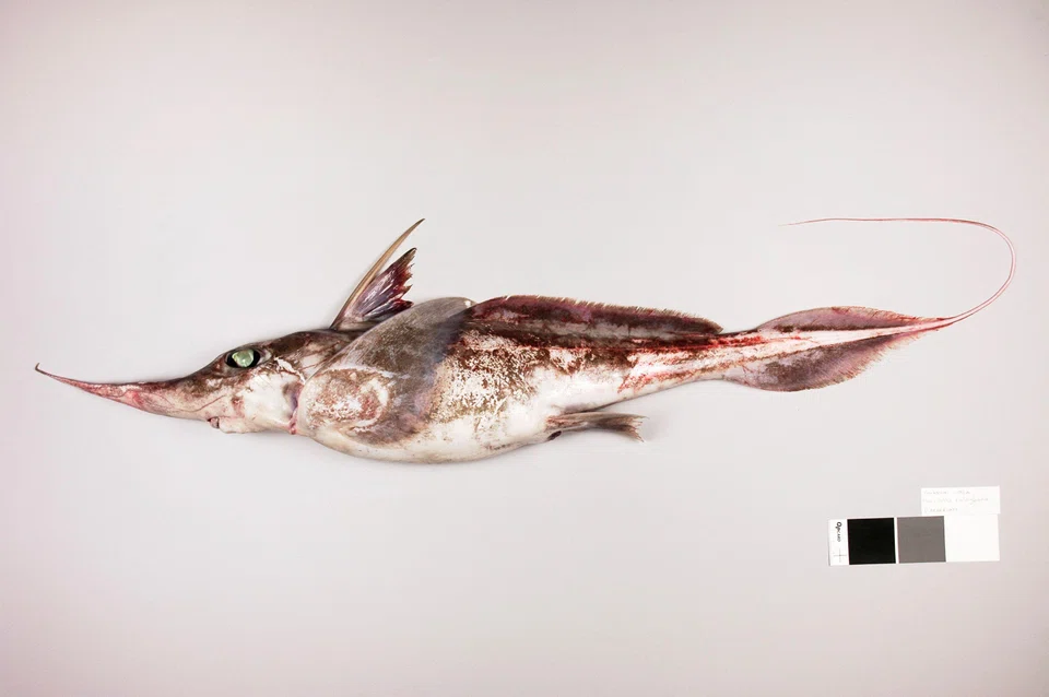 The ghost sharks, also known as spookfish, have haunting black eyes and smooth, light brown, scale-free skin.