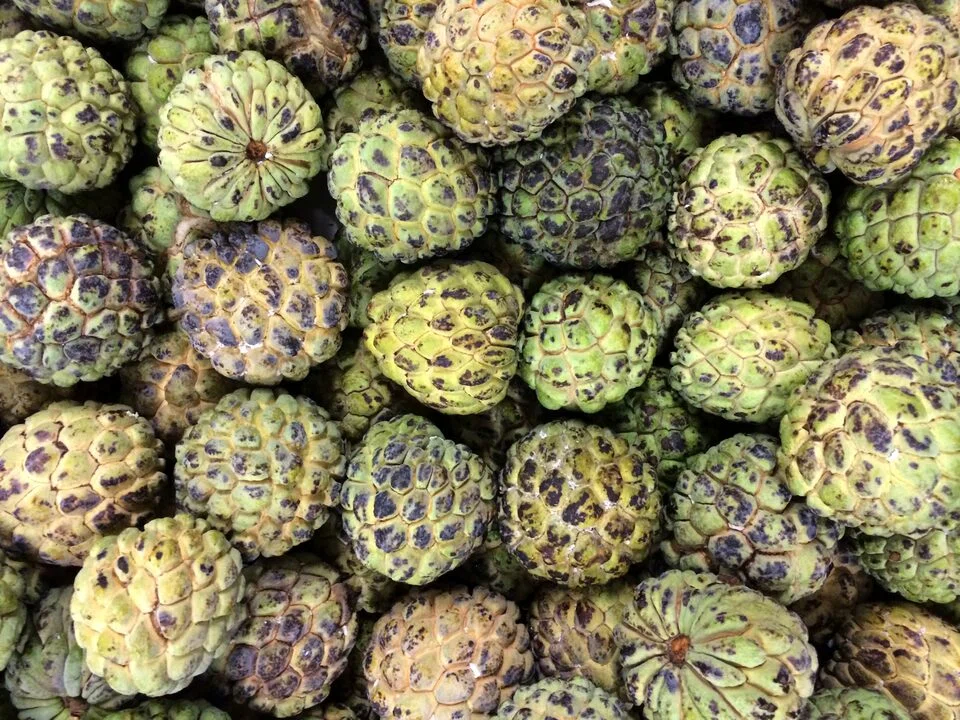 Tropical fruit from Taiwan is highly prized in China, a major outlet for the island’s producers.