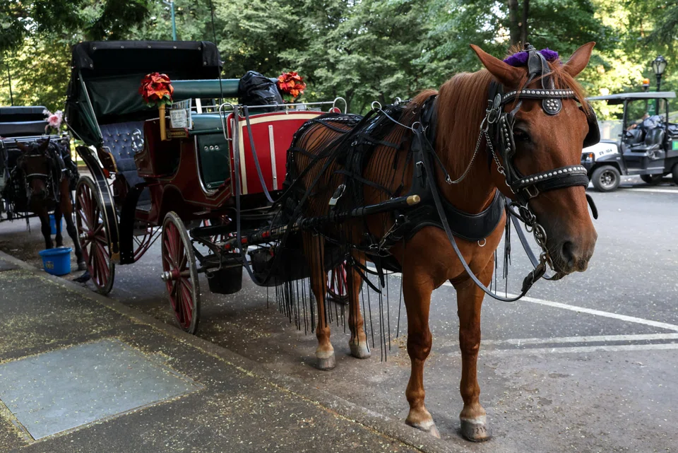 The rides, which cost US$150 for 45 minutes to several hundred dollars for a marriage proposal (no refunds), are popular with visitors to the Big Apple’s most famous natural attraction.