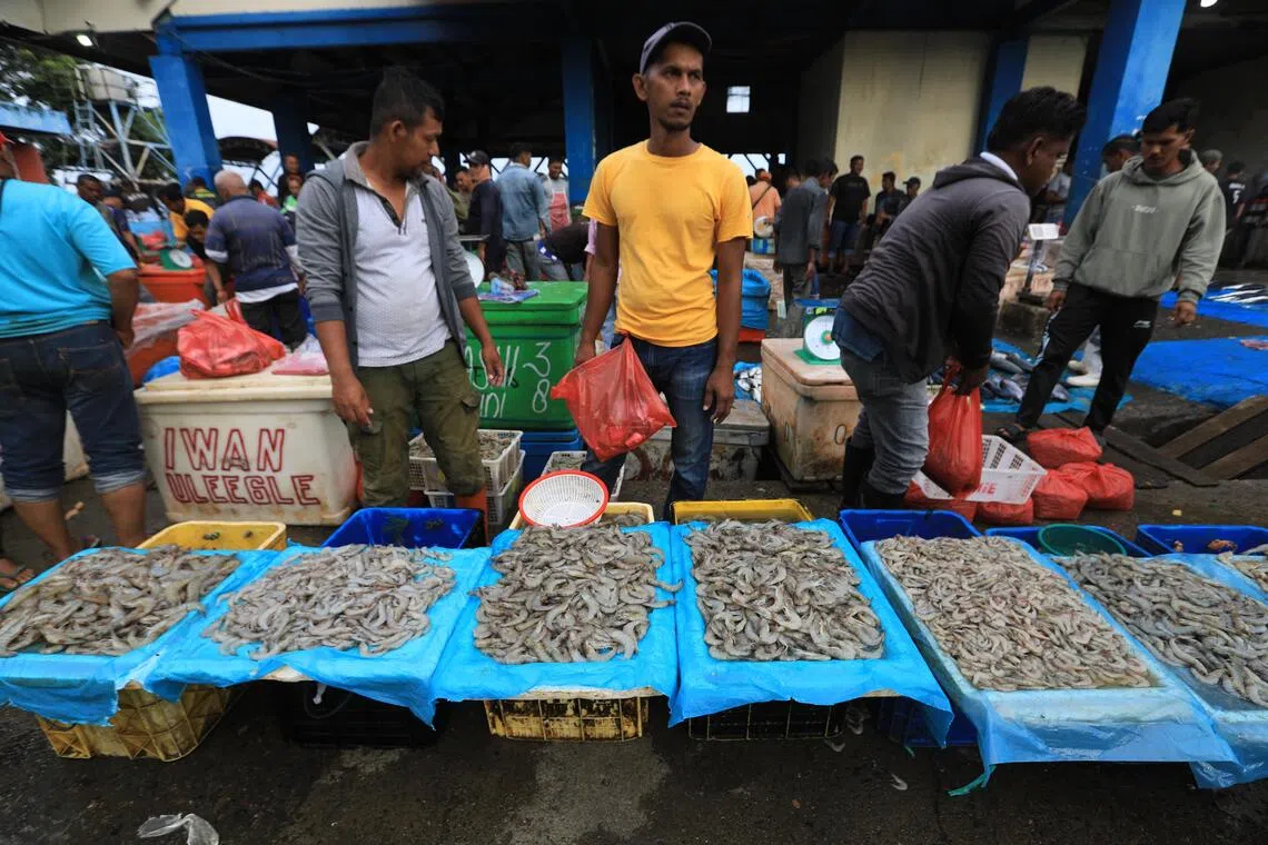 Traders sell shrimp at the fish and shrimp auction at Lampulo, Banda Aceh, Indonesia, Nov 4, 2025. Indonesia began issuing certificates proving shrimp shipments to the US are free from radioactive contamination after the US Food and Drug Administration (FDA) found traces of the dangerous radionuclide Cs-137 in a sample in early August, 2025. 