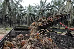 Palm oil production in Malaysia may slump as much as 10 per cent during the first 25 days of November from a month earlier due to rain.