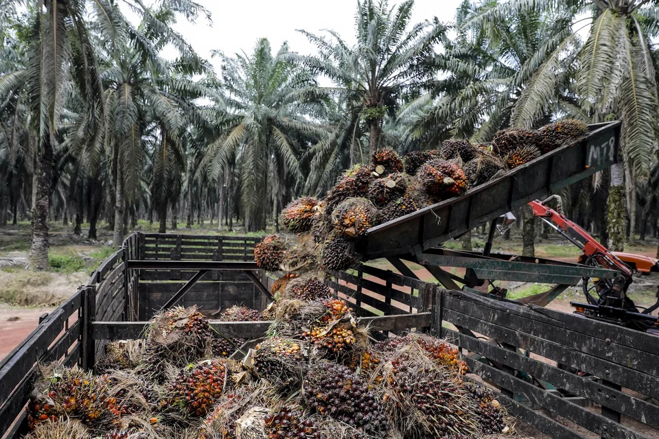 Palm oil production in Malaysia may slump as much as 10 per cent during the first 25 days of November from a month earlier due to rain.