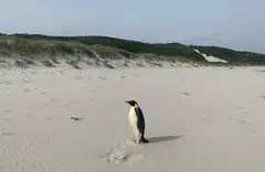 The male emperor penguin that came ashore on the beach in the small town of Denmark in Western Australia. Record-low sea-ice levels in the Antarctic have wreaked havoc on the lives of emperor penguins.
