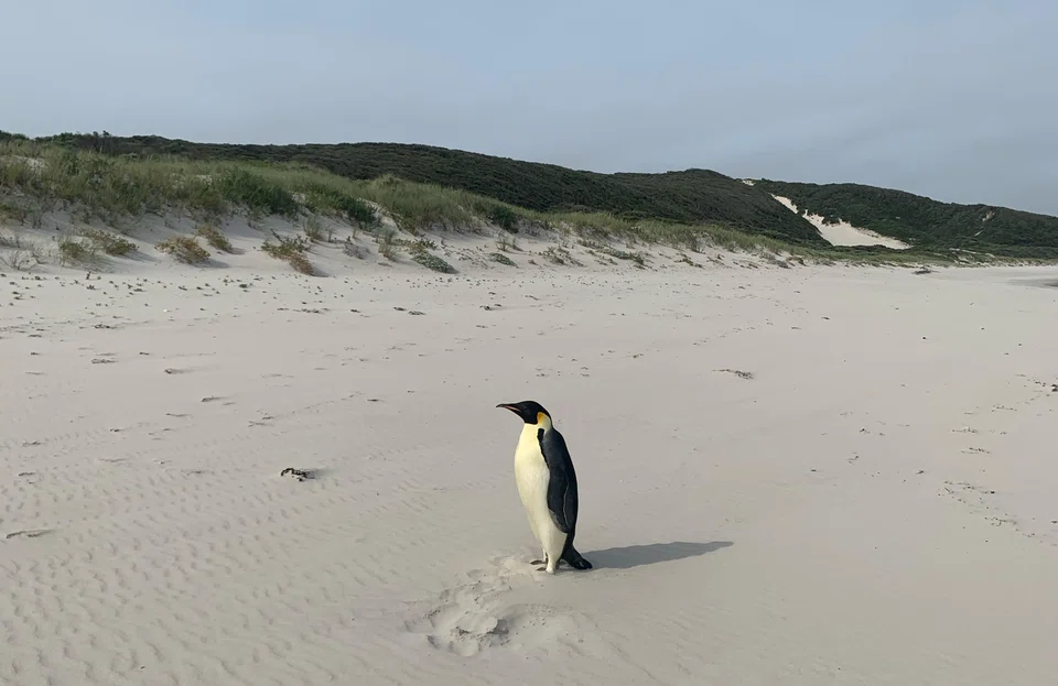 The male emperor penguin that came ashore on the beach in the small town of Denmark in Western Australia. Record-low sea-ice levels in the Antarctic have wreaked havoc on the lives of emperor penguins.
