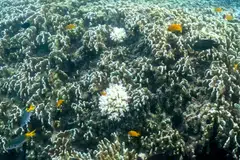 Deprived of nutrition, corals can turn white and die unless waters cool.