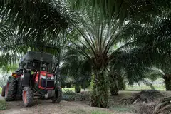 The production growth of palm oil stalled in recent years but farmers are now looking to replant or expand plantations amid rising prices.
