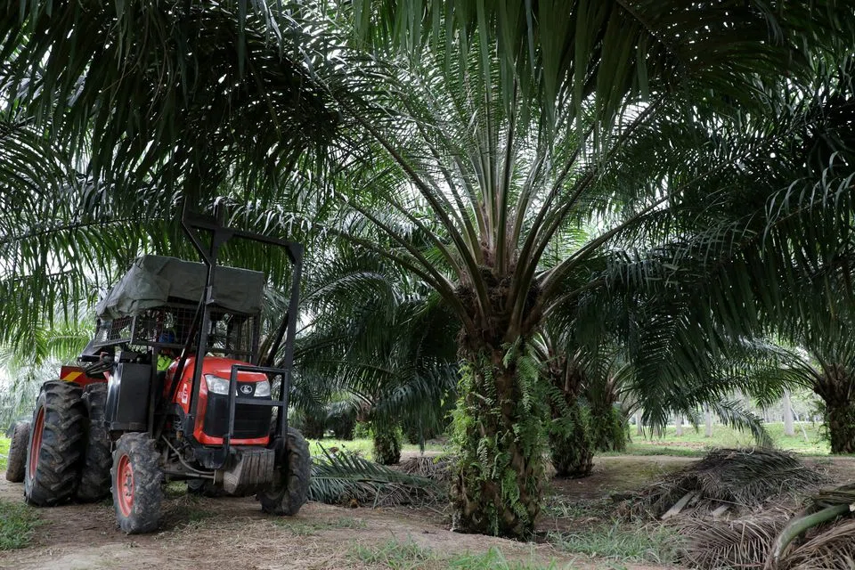 The production growth of palm oil stalled in recent years but farmers are now looking to replant or expand plantations amid rising prices.