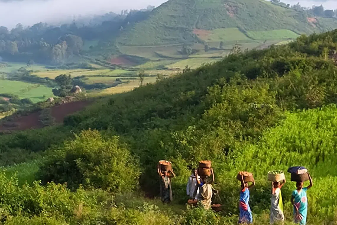 Coffee cultivation provides year-round employment and better incomes for over 45,000 Adivasi families, marking the beginning of a sustainable livelihood.