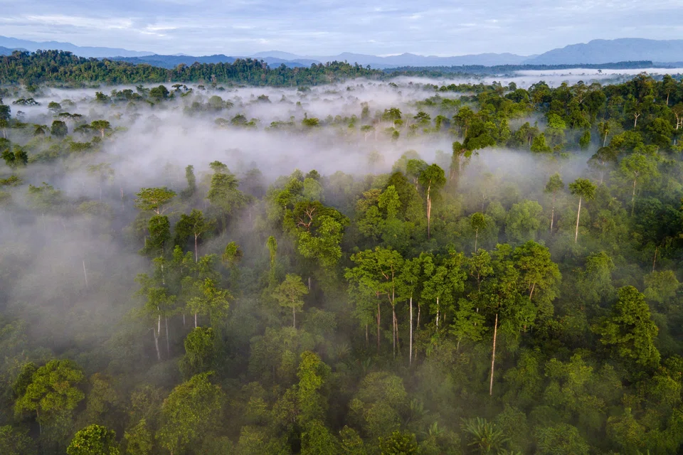 Indonesia is home to the world’s largest tropical rainforest outside the Amazon, with industries that contribute billions in exports and sustain millions of livelihoods.