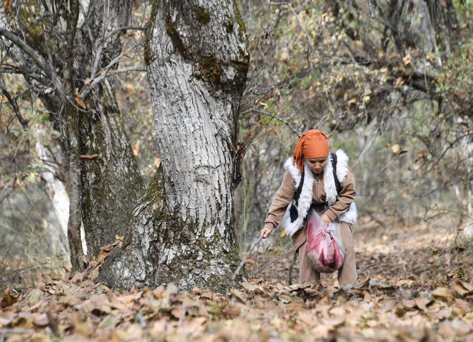 Above: a woman picks walnuts in the walnut forest of Kyrgysztan. Human activities, such as herding cattle and illegal logging, have thinned out the area.