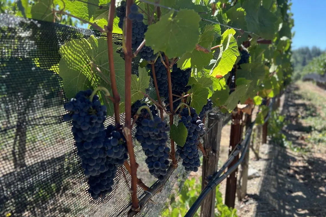 Bunches of Pinot Noir grapes growing on the Williams Selyem Estate, at an elevation of 30 to 40 metres.  The vines are cane-pruned to help with the effects of winter frost in the Russian River Valley AVA, and trained in a six-wire vertical-shoot position (VSP).
