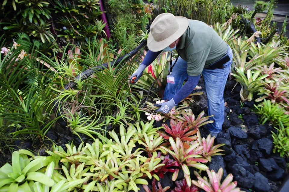 MOM regularly reviews DRCs based on Singapore’s economic needs, workforce outcomes, and infrastructural and social constraints, says Manpower Minister Tan See Leng.