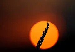 China currently has no sales on the books for US corn, soybeans or wheat to be shipped next season.