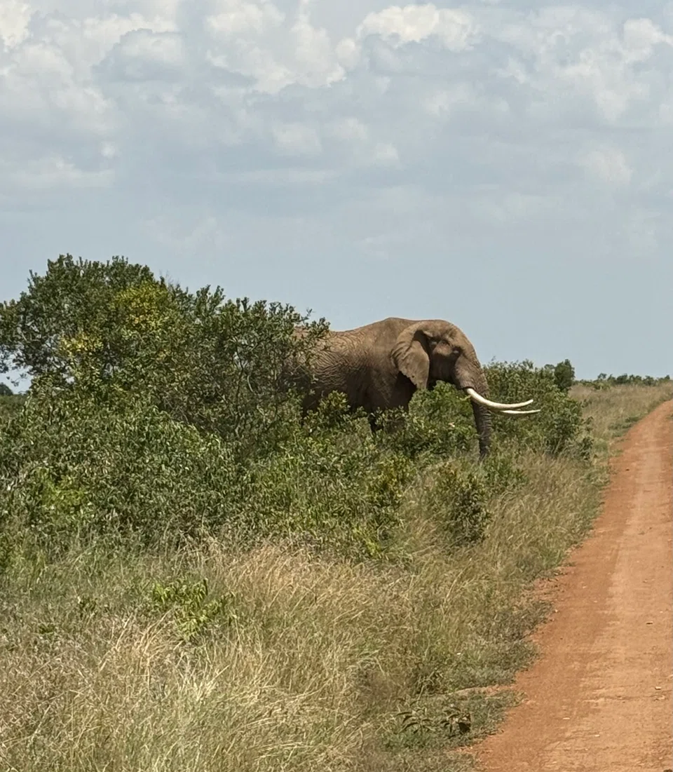A bull elephant crossing a dirt track in Suyian Conservancy.